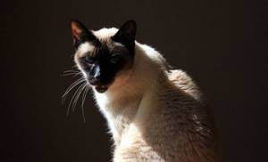 Сиамская кошка злая.jpg