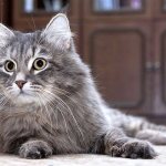 Сибирский кот