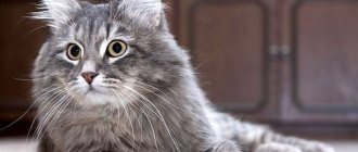 Siberian cat