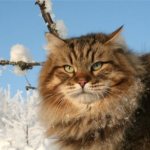 Сибирский кот зимой на улице