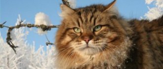 Сибирский кот зимой на улице