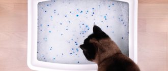 силикагелевый наполнитель для кошачьего туалета