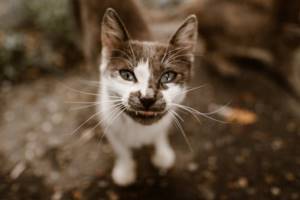 Симптомы бронхита у кошек
