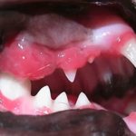 Symptoms of gingivitis in cats