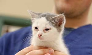 Симптомы хламидиоза у кошки