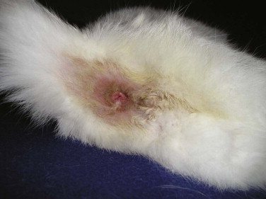 Симптомы воспаления параанальных желез у кошек