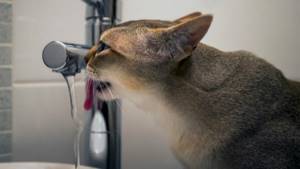 Сингапурская кошка пьет воду