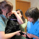 Sinulox can be administered intramuscularly