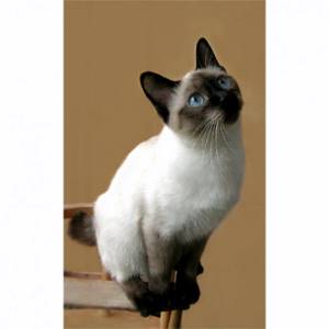 Скиф-тай-дон миниатюрная кошка с собачьими повадками