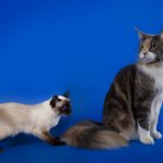 Скиф-той-боб порода кошек