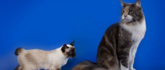 Scythian-toy-bob cat breed