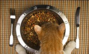 Сколько грамм корма нужно кошке в день нормы сухого и влажного типа питания