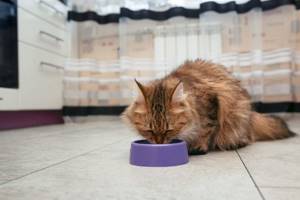 Сколько натуральной еды давать кошке в день