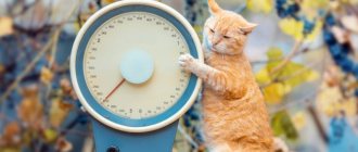 How much does a cat weigh - normal weight and what it depends on