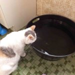 Сколько воды должна пить кошка в день?