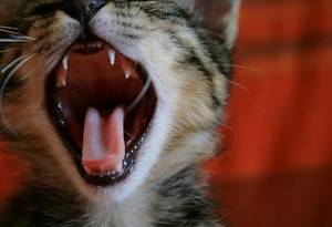 смена зубов у котят возраст