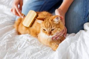 Содержание кошек в домашних условиях: как содержать котенка или взрослого кота в квартире?