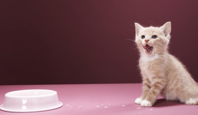 Содержание кошек в домашних условиях: как содержать котенка или взрослого кота в квартире?