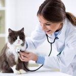 Tips for caring for your cat after sterilization
