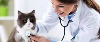 Советы по уходу за кошкой после стерилизации