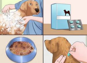 Способы лечения собаки