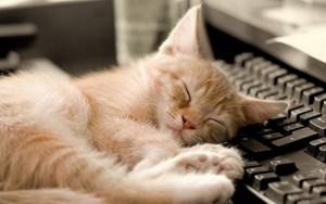 Спящий котёнок на клавиатуре.jpg