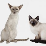 Сравнение тайской и сиамской кошки