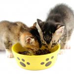 Dry food introduction period