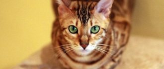 Стандарт и внешний вид