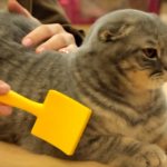 Стерилизация кошек