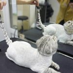 Стрижка кошек в салоне