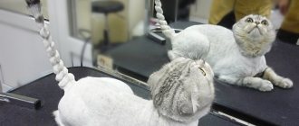 Grooming cats in a salon