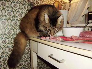Сырая говядина коту