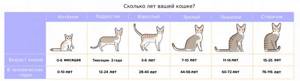Таблица возраста кошек в человеческих годах