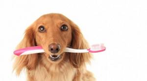 Так ли необходима чистка зубов домашнему питомцу?