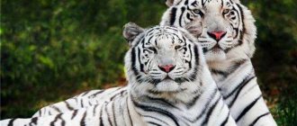 tigers