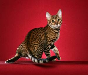 Тойгер, крупная порода кошек. фото