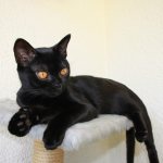 ТОП 11 пород кошек с чёрным окрасом — список, характеристика и фото 2