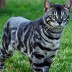 Top 18 most striped cat breeds