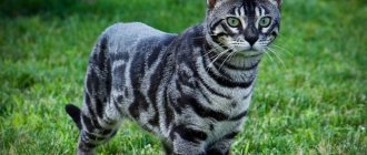 Топ-18 самых полосатых пород котов
