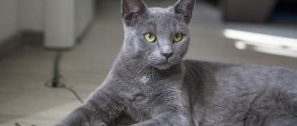 ТОП 6 пород кошек с голубым или дымчатым окрасом шерсти — список, характеристика и фото 2