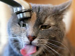 У кошек часто возникает привычка пить воду из под крана