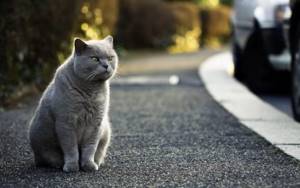 У кошек, имеющих возможность свободного выгула, больше шансов получить развитие почечной недостаточности ввиду экологической обстановки.