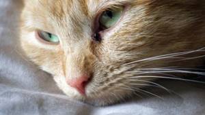 У кошки не дышит нос: что делать, лечение