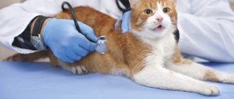 A cat has urinary incontinence: 6 main reasons