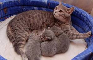 У кошки нет молока после родов: причины, что делать хозяину