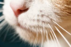 у кошки выпадают усы