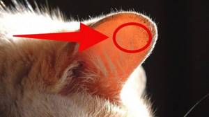 У кошки язвы на кончиках ушей
