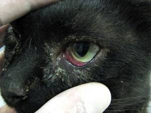 У кошки закисают глаза причины симптомы лечение