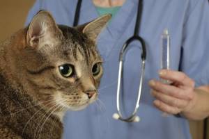 У кота после кастрации идет кровь причины симптомы уход